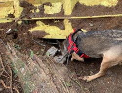 Satu Anjing Pelacak Temukan Titik Diduga Korban Tertimbun Longsor Cianjur