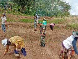Koramil 1216/Cibalong Kodim 0612/Tasikmalaya Korem 062/Tarumanagara. Babhinsa Tanam Jagung Turut Dukung Ketahanan Pangan