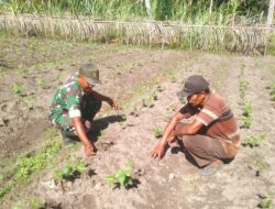 Babinsa Koramil 12/Sry Komsos Sekaligus Pendampingan Warga Petani Kacang Panjang