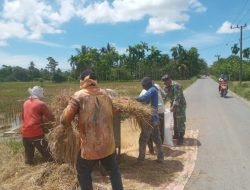 Desa Blang Bate, Babinsa Koramil 04/Plk Bantu Panen Padi