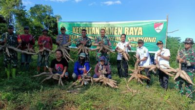 Dorong Program Ketahanan Pangan, Dandim Sidrap Bersama Forkopimcam Panen Raya Singkong