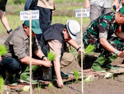 Jaga Stabilitas Pangan, Pj Bupati Ciamis Lakukan Gerakan Tanam Padi di Desa Budiharja Sindangkasih