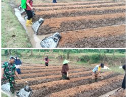 Babinsa dan Wanita Tani Berseri Sukses Tingkatkan Produksi Pangan