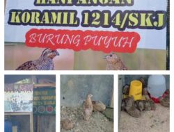 Koramil 1214/Sukaraja Manfaatkan Lahan Terbatas untuk Budidaya Burung Puyuh