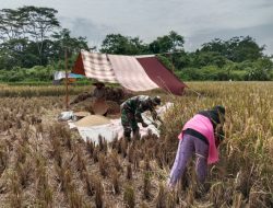 Dukung Ketahanan Pangan, Babinsa Koramil 1211/Singaparna Sertu Agus Hadian Bantu Petani Panen Padi