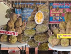 Update Harga Durian Terbaru di Kedai Durian Kujang Cikoneng Ciamis