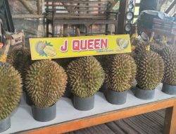 Kedai Durian Kujang Cikoneng Ciamis Banjir Durian Jelang Lebaran, Harga Fantastis Murah Meriah!