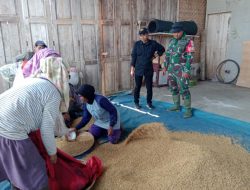 Sinergi TNI dan Bulog: Penyerapan Gabah Petani di Salebu, Langkah Nyata Sejahterakan Petani
