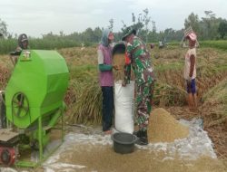 Dampingi Petani Panen, Babinsa Karangbendo Tegaskan Komitmen Jaga Stabilitas Harga Gabah