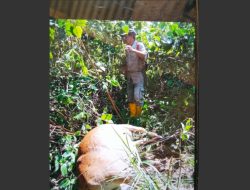 Harimau Sumatera Kembali Memangsa Ternak Warga di Langkat, Empat Sapi Tewas dalam Sepekan