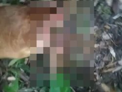 Harimau Sumatera Serang Ternak Warga di Langkat, Warga Resah
