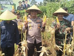Polres Ciamis Laksanakan Panen Jagung Serentak 2025 sebagai Pilar Ketahanan Pangan Menuju Indonesia Emas