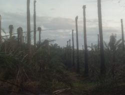 Kebakaran Lahan Sawit Kembali Terjadi di Langkat, 30 Rante Habis Dilalap Api