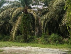Kepercayaan Petani Rokan Hilir terhadap Pupuk Organik Benteng Tani Kembali Terbukti