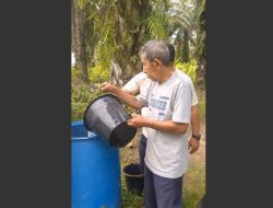 Pemupukan Sawit dengan Pupuk Organik Benteng Tani, Solusi Ramah Lingkungan di Langkat